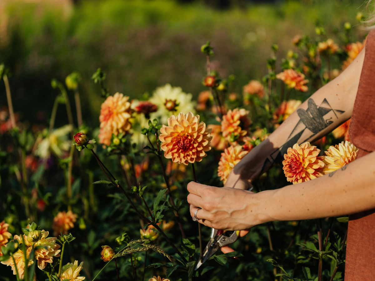 Pruning Guide for Healthier Trees and Shrubs 1 pruning guide