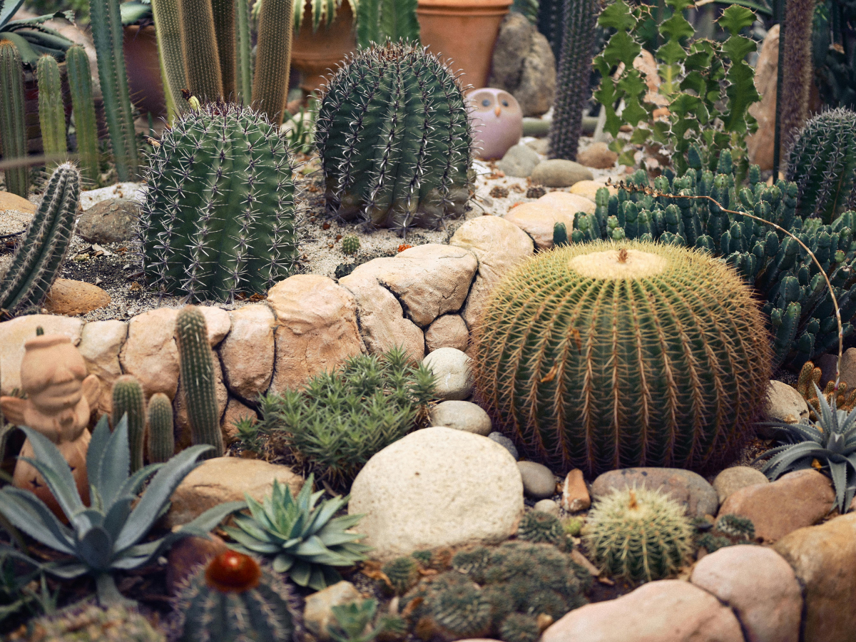 drought tolerant plants 1