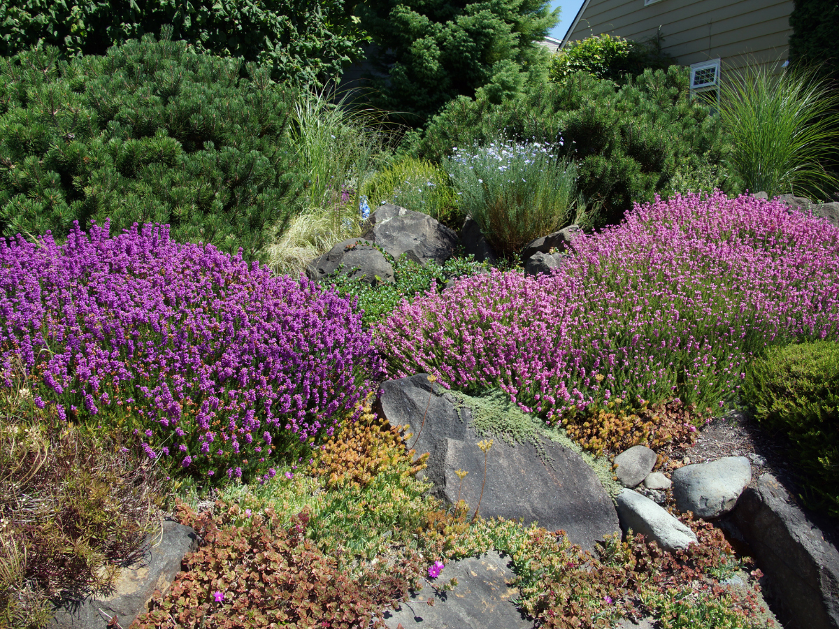 drought tolerant plants 2