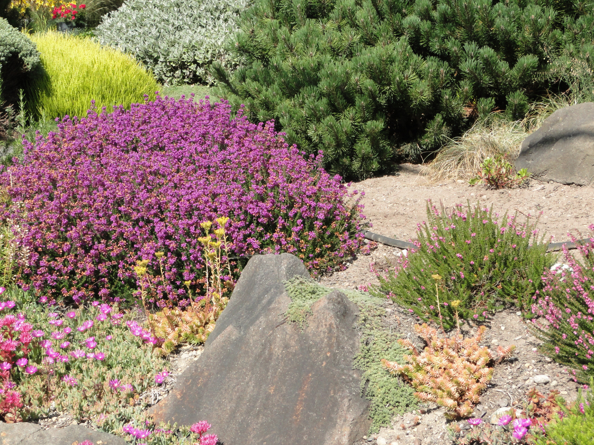 drought tolerant plants 3
