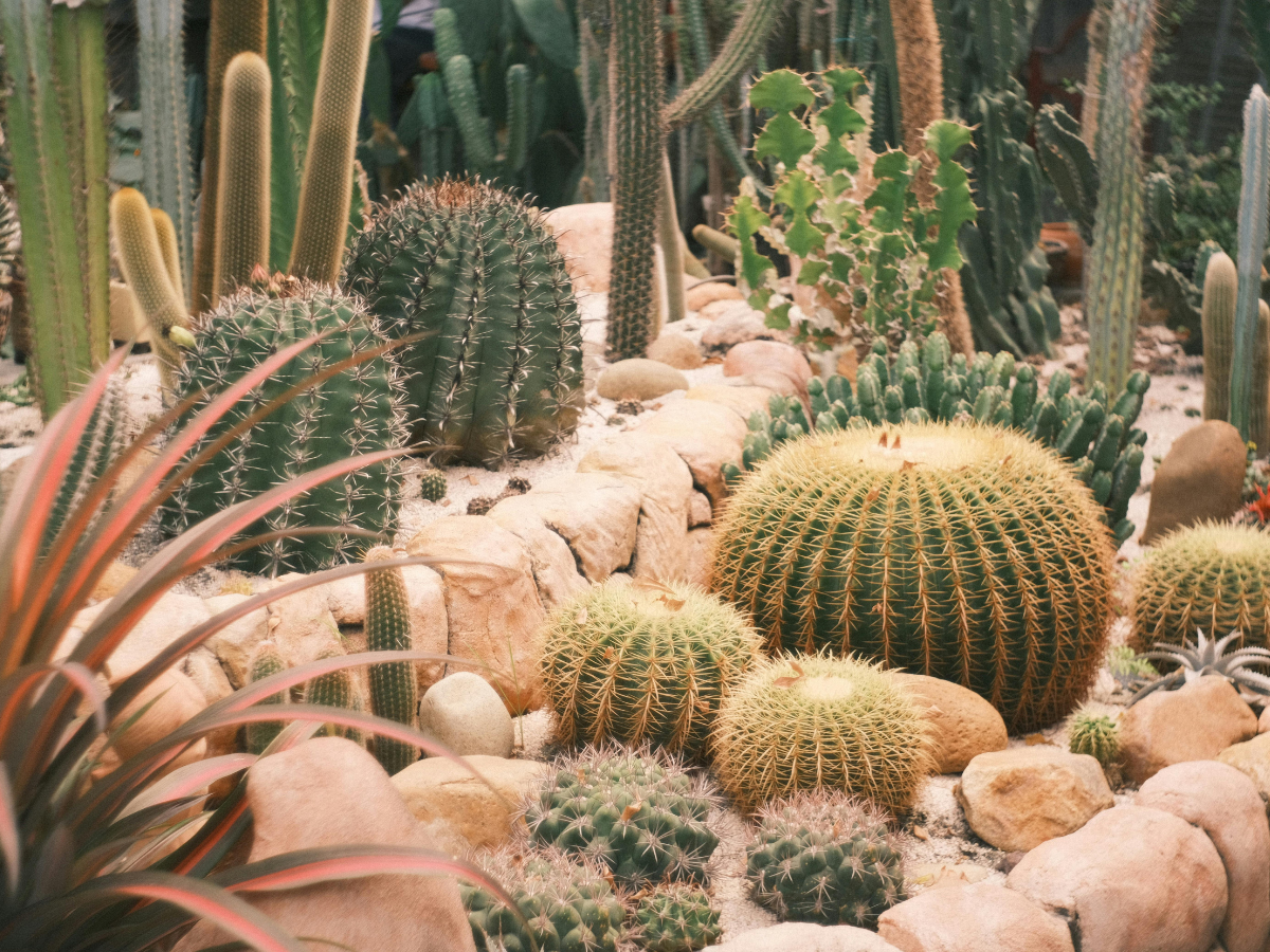 drought tolerant plants 4