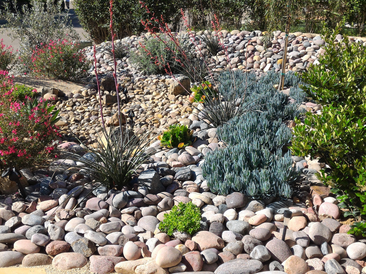 drought tolerant plants 5