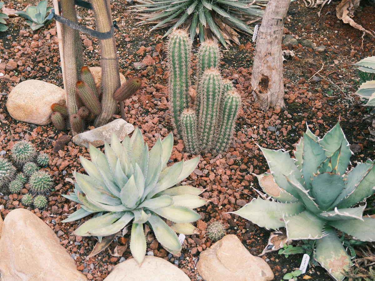 drought tolerant plants 6
