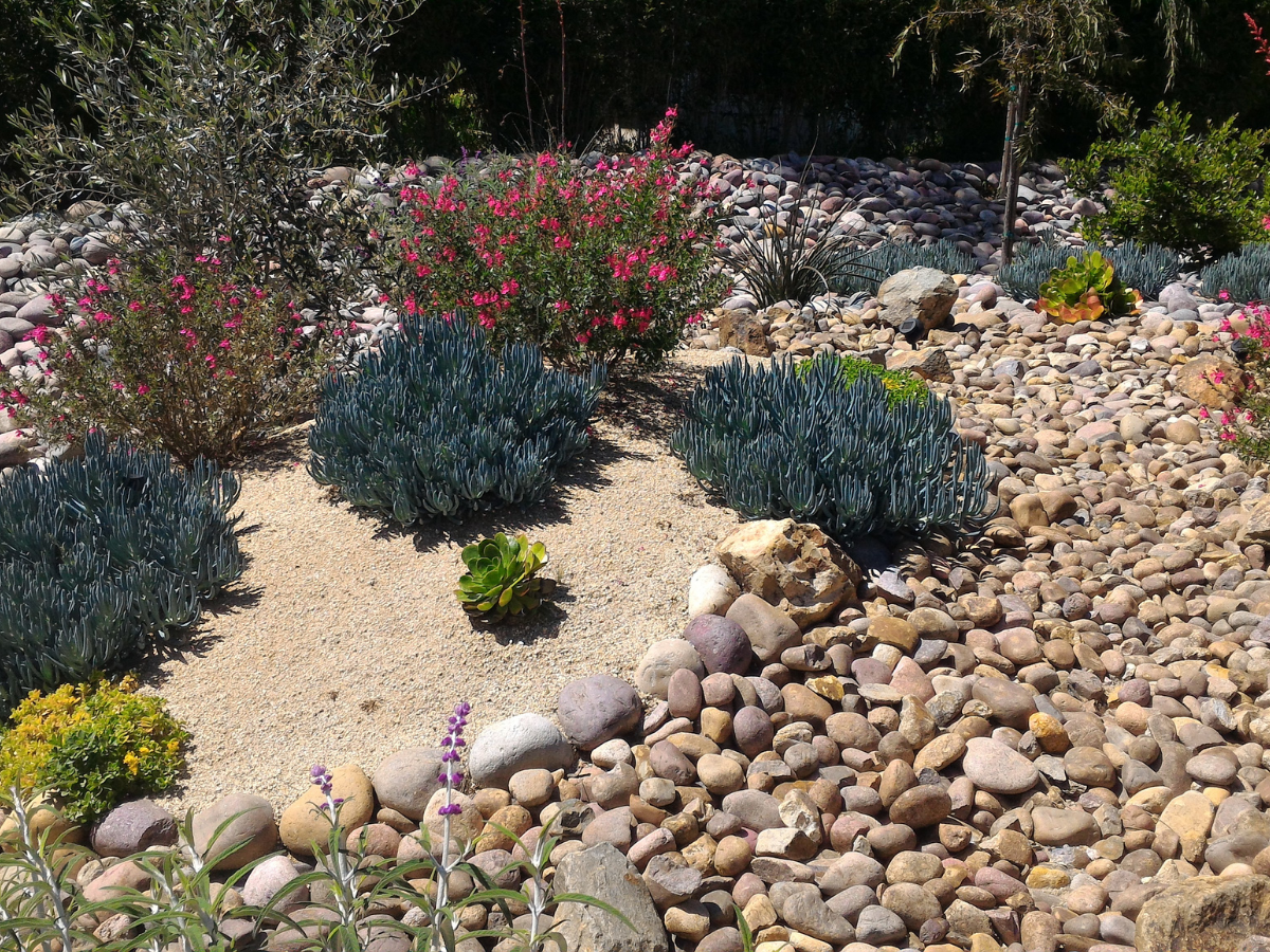 drought tolerant plants
