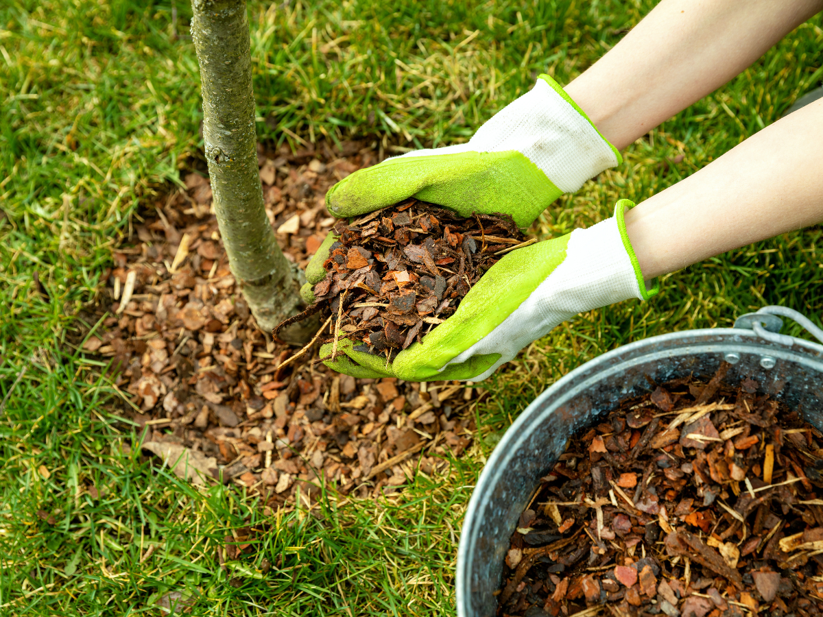 Mulching Guide Tips for Better Garden Soil and Stronger Plants 1 mulching guide 1