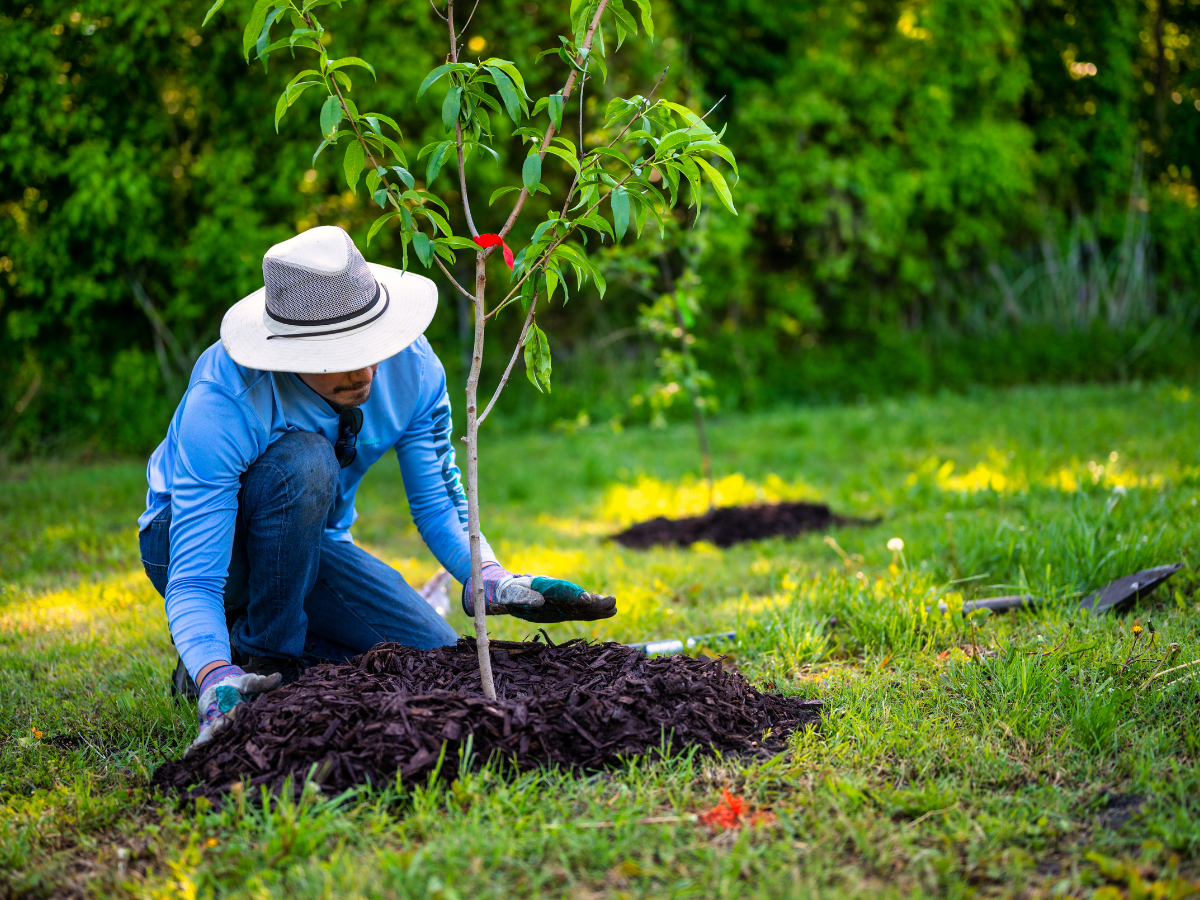 Mulching Guide Tips for Better Garden Soil and Stronger Plants 3 mulching guide 2