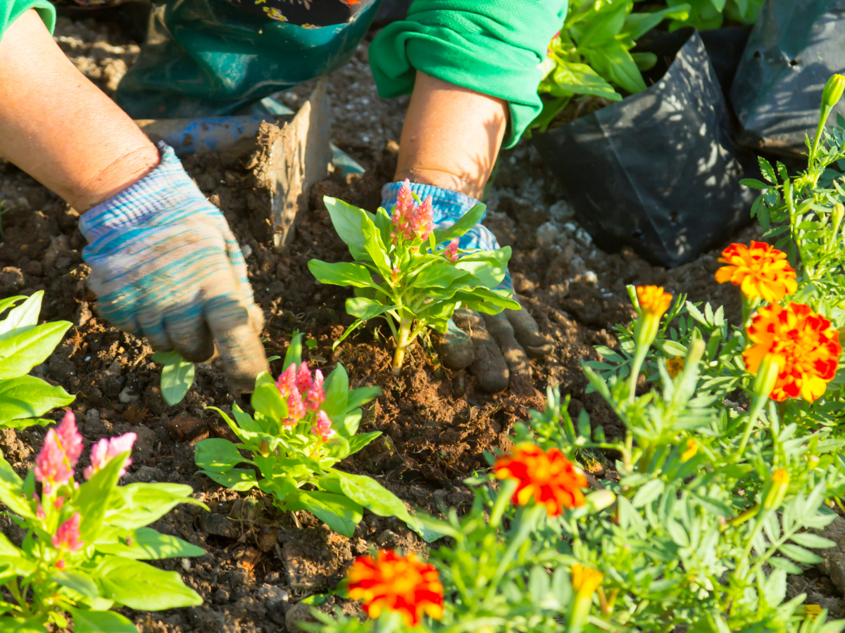 Mulching Guide Tips for Better Garden Soil and Stronger Plants 4 mulching guide 3
