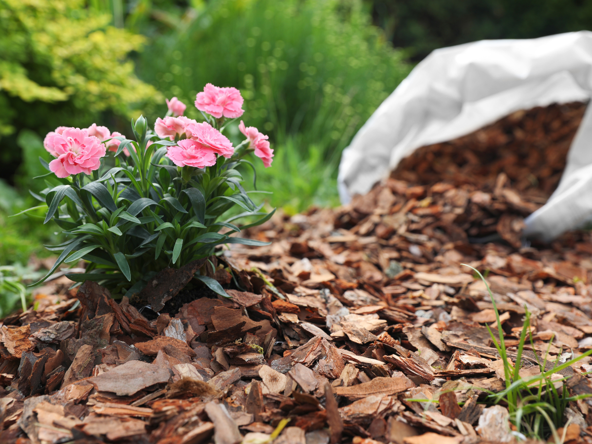 Mulching Guide Tips for Better Garden Soil and Stronger Plants 6 mulching guide 5