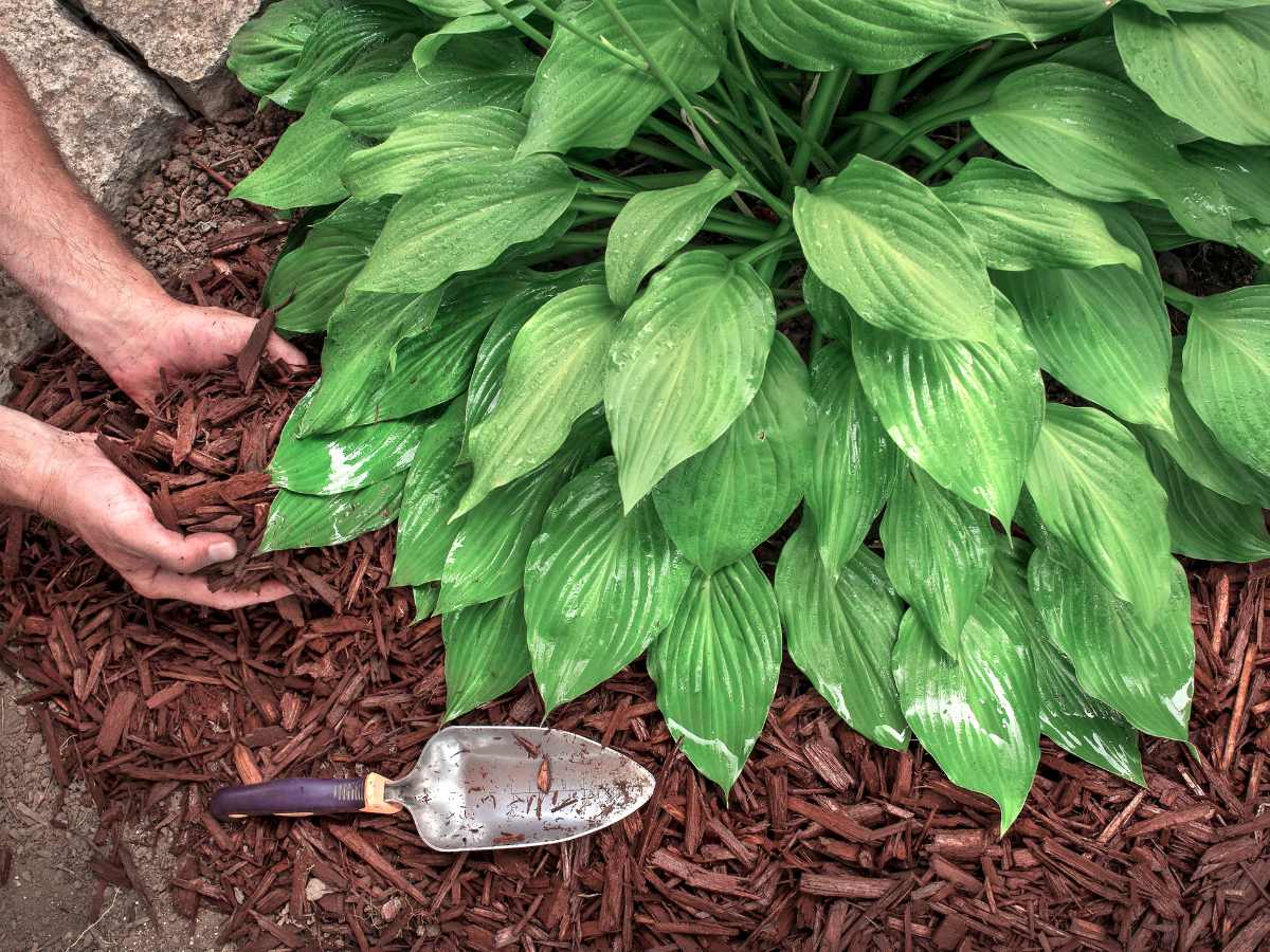 Mulching Guide Tips for Better Garden Soil and Stronger Plants 7 mulching guide 6